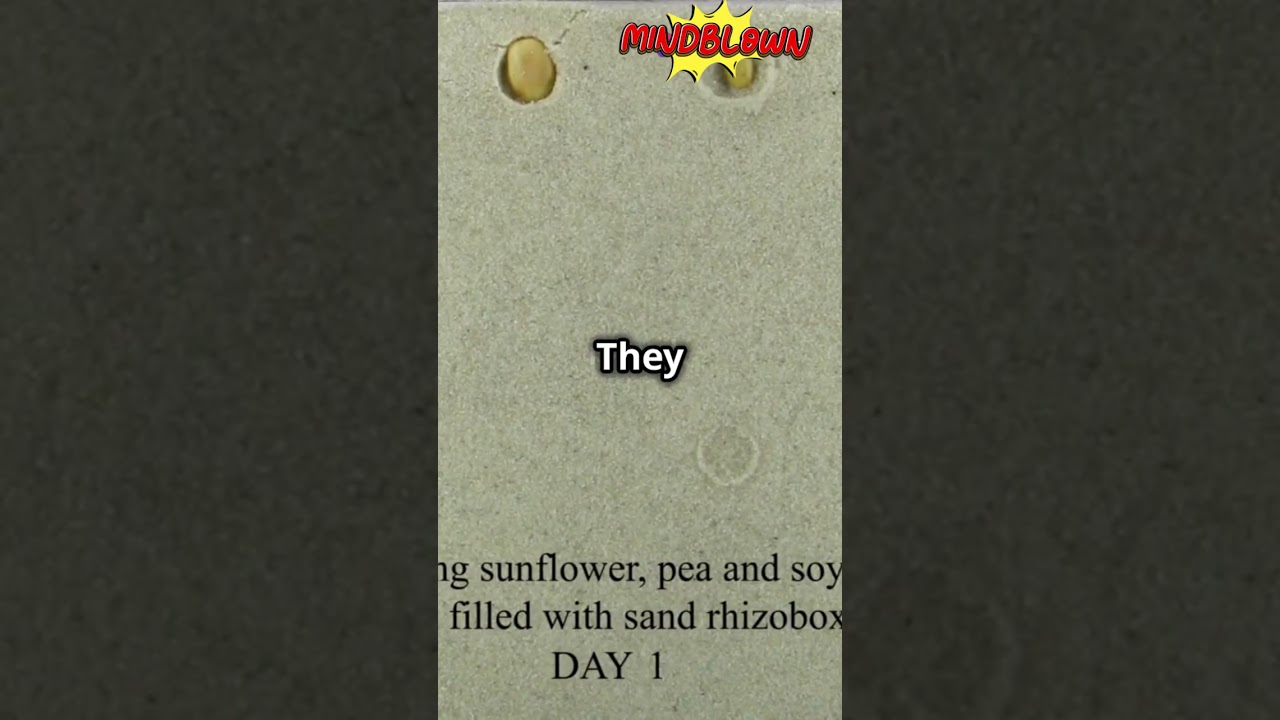 The Secret Language of Plants Explained