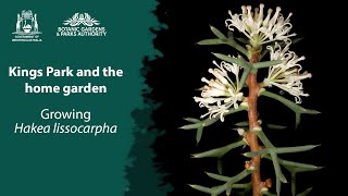 Kings Park in your garden: Growing Hakea lissocarpha screenshot 4