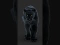 Roaring Black Panther Animal 3D Model - #shorts