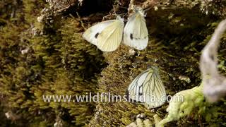 Chumbi Wall, Indian Cabbage White, Himalayan Blackvein | Butterflies of India