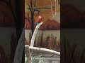 #shortvideo #ytshorts #youtubeshorts #parrot #love #life #edit #trending #subscribe
