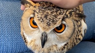 Owl and blue sofa