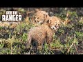 New Cheetah Cubs First Time Out Of The Den | Maasai Mara Safari | Zebra Plains