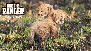 New Cheetah Cubs First Time Out Of The Den | Maasai Mara Safari | Zebra Plains