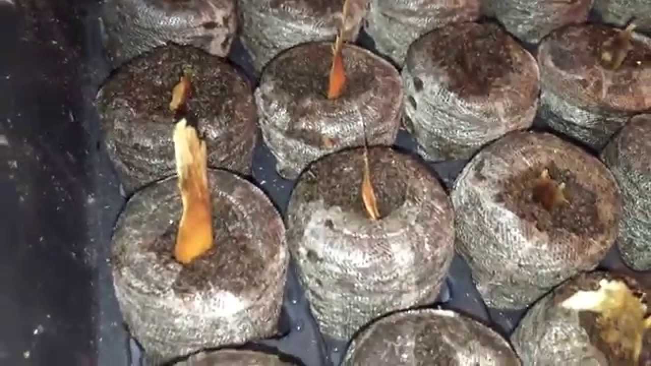 Growing Plumeria from seed