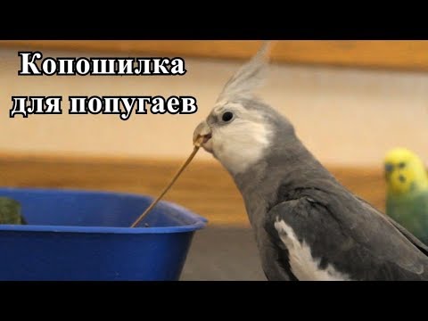 КОПОШИЛКА ДЛЯ ПОПУГАЕВ | КАК? ЗАЧЕМ?| PetMania