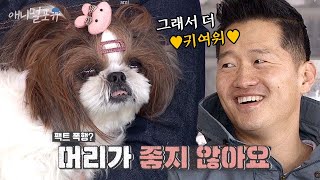 너무 순해서 강형욱 훈련사가 거의 볼 일 없다는 시추 ㅋㅋㅋ | 개는 훌륭하다 EP17 | KBS 200302 방송