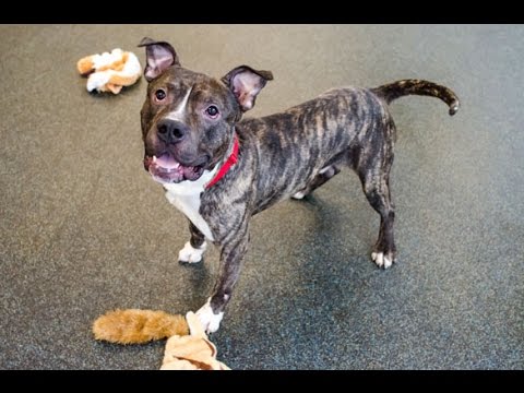 aspca near me ASPCA Pet of the Week: Gary