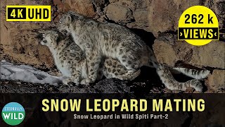 Snow Leopard  A  Love Story in Wild Spiti