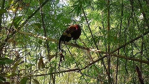 Qaib dib tuaj zoo tshaj plaws ces yog tus no lawm xwb nawd 2025-26