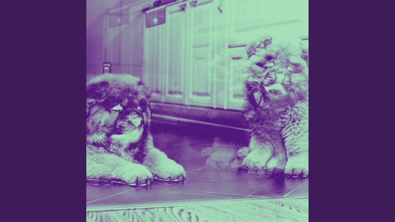 Refined Ambience for Unwinding Pups