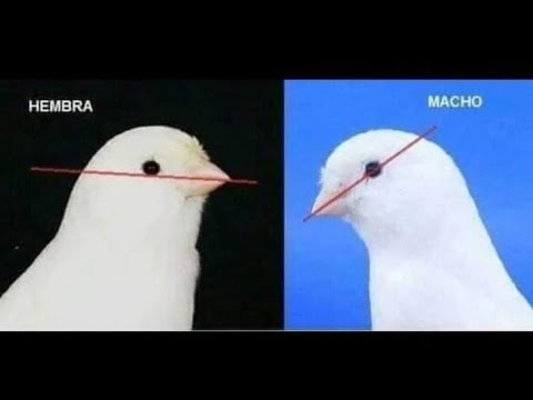 COMO SEXAR CANARIOS LA MEJOR MANERA METODO DE LOS OJOS NO APLICA EN CANARIOS AVIARIO LA CRI MX hqdefault