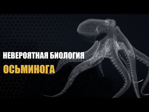 Видео: Есть ли у щупалец осьминога мозг?