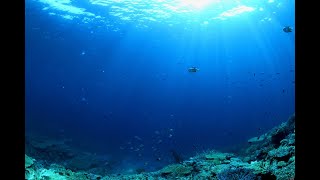 Тихий Океан Жизнь В Глубинах Океана