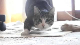 Все танцуют с котами! :3 Все танцуют с котами! :3