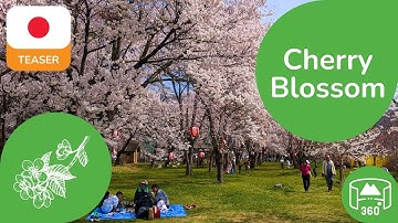 Japanese Cherry Blossom | 360 8K3D Teaser | Learn Japanese in VR | DYNAMIC LANGUAGES