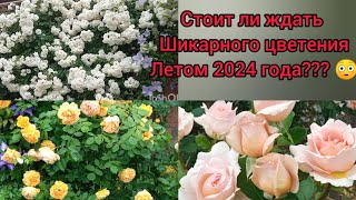 💥Резать РОЗЫ!!! не до дожидаясь перитонита🤦‍♀️! Я просто реально смотрю на  зимовку 😩😞🤷‍♀️