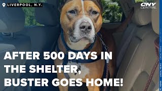 Longtime HumaneCNY shelter resident Buster adopted