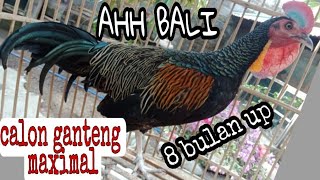 ayam hutan hijau muda istimewa!!. suara khas buat pancingan biar cepat birahi dan berkokok.