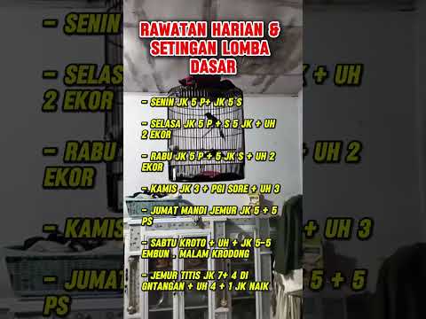 rawatan harian murai batu