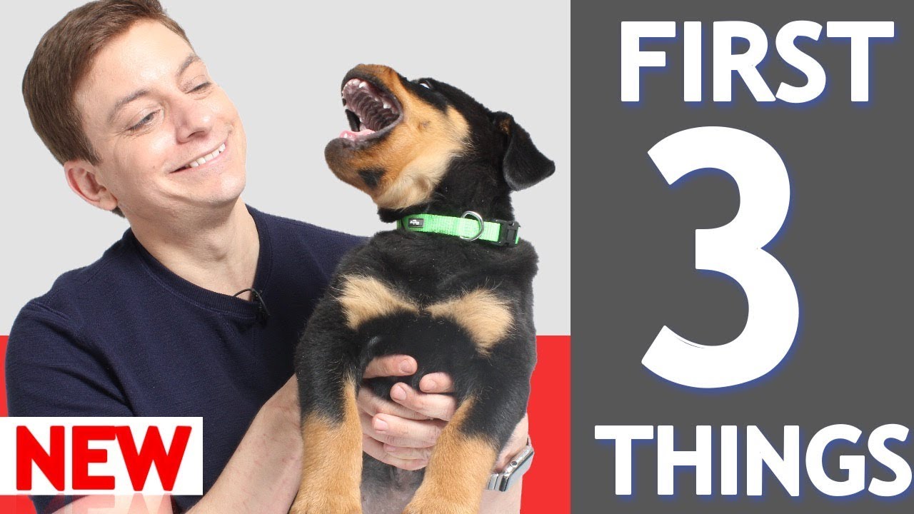 3 MORE Things To Teach Your New Puppy! - YouTube