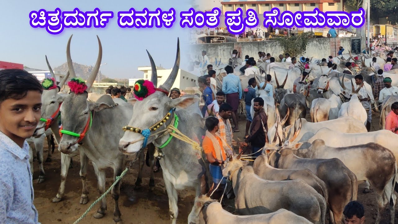 ಚಿತ್ರದುರ್ಗ ದನಗಳ ಸಂತೆ ಪ್ರತಿ ಸೋಮವಾರ 23/2/2026Chitradurga Cattle Fair Every Monday 23/2/2026
