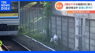 ヤギ2匹が線路内に侵入…踏切音もお構いなしに草を食べる　金網を破って線路に出たか｜TBS NEWS DIG