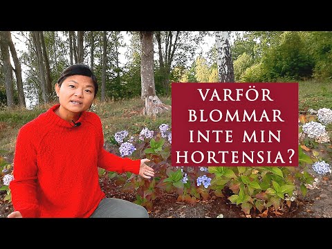 Video: Storbladig Hortensia