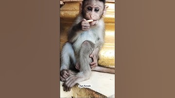 A lovely baby macaque. monkey. macaca. macaque. bandar. kurangan. monyet. Primates. banara. conkhi