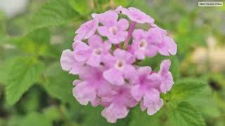 The flowers in the garden, close-ups of beautiful flowers, and gentle piano music. 11 screenshot 3