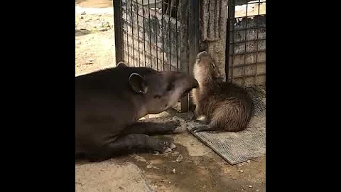 Капибара и тапир