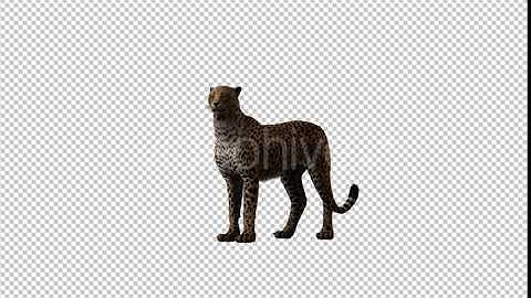 Cheetah Looking Around | Motion Graphics - Envato elements
