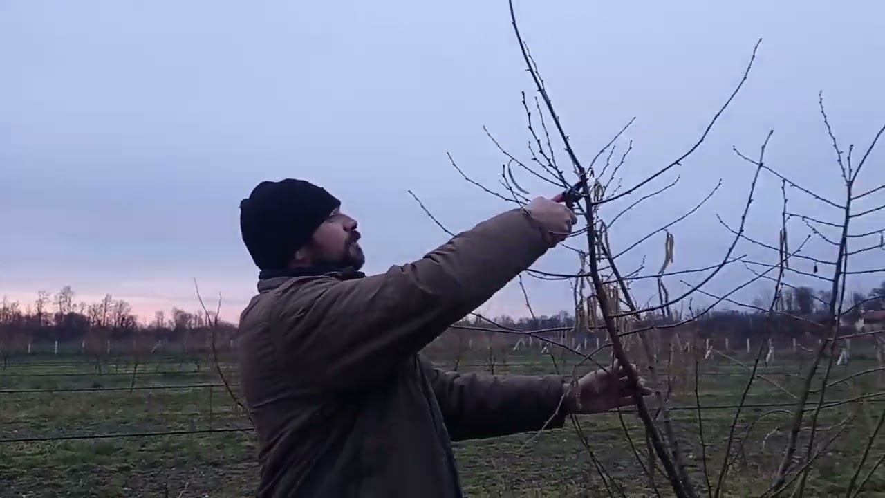 Pruning of grafted hazelnut, Rezidba kalemljenog lješnika