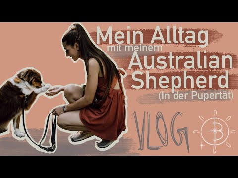 Video: Idealgewicht für einen Australian Shepherd