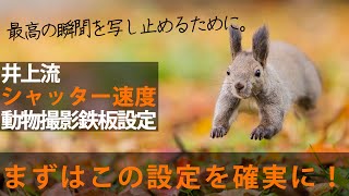 【ビギナー脱却撮影術】井上流動物撮影の鉄板設定〈シャッター速度編〉