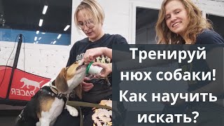 Да ладно?! Собака может найти корицу? C чего начинать обучение ноузворк бигля? Дрессировка собак