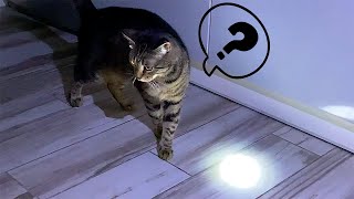 How to Drive a Cat Crazy With a White Spot on the Floor! by My Cat Javelin 141 views 1 year ago 47 seconds