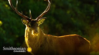 Red Deer Stags Clash Violently for the Right to Mate  | Smithsonian Channel
