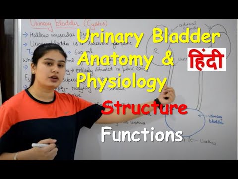 Urinary Bladder Anatomy & Physiology in Hindi | Structure | Functions