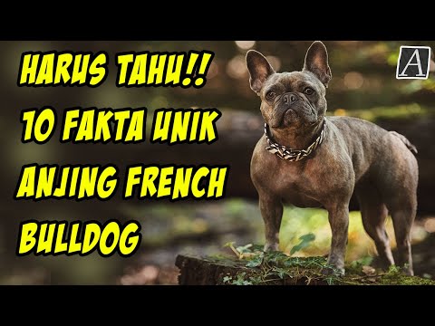 Video: Apakah bulldog Prancis cemberut?