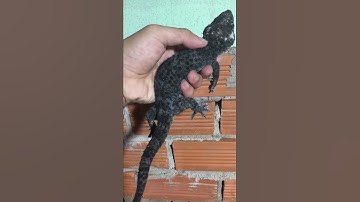 Tắc kè đột biến đen đốm trắng siêu độc , bán tắc kè kiểng , tắc kè giống , 0913398911