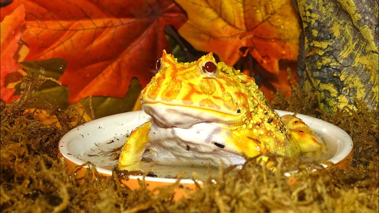 Schmuckhornfrosch 🐸 albino frisst Frostmaus 🐭 Ceratophrys cranwelli (albino)