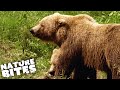 Protective Mother Bears Have Tense Stand-Off | Grizzly River | Nature Bites