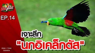 EP14.เจาะลึก"นกอิเคล็กตัส" (Eclectus)