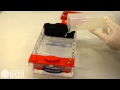 Agarose Gel Electrophoresis of DNA fragments amplified using PCR