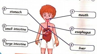 The digestive system الجهاز الهضمى للصف الرابع