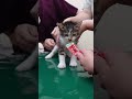 はじめてのワクチンをちゅーるで乗り切る子猫【キジ白の保護猫】　#shorts 　#猫　#cat