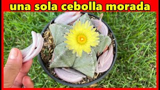 Una sola cebolla morada y mira lo que hace en tus plantas