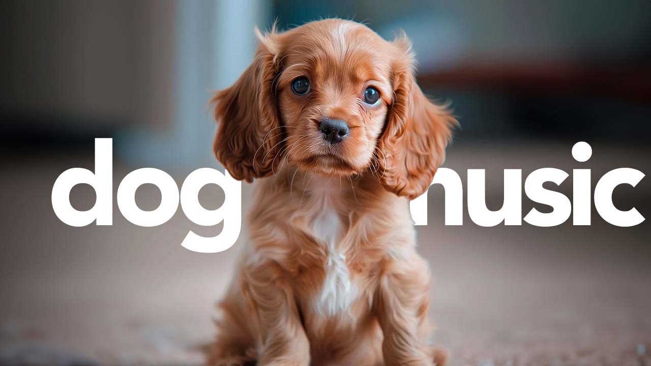 Music For Dogs Abstract Animation Soothing Sounds For Dogs To Sleep soothing-sounds-for-dogs-youtube