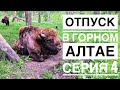 Отпуск в Горном Алтае. Путь из Акташа на Чемал, питомник зубров